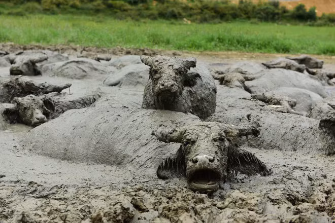 Đàn trâu thích thú tắm dưới bùn ở tình Hồ Bắc, Trung Quốc. (Nguồn Guardian)