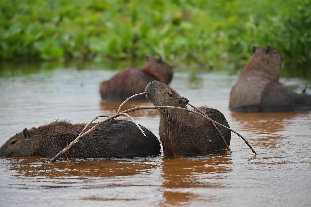 Chuột lang kiếm ăn dưới đầm lầy Pantanal ở bang Mato Grosso, Brazil. (Nguồn Guardian)