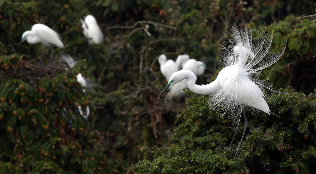 Chim diệc trắng đậu trong rừng quốc gia Xiangshan ở tỉnh Giang Tây, Trung Quốc. (Nguồn Guardian)