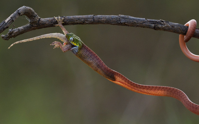 Hình ảnh động vật ấn tượng ghi cảnh rắn nuốt chửng tắc kè trong một khu bảo tồn thiên nhiên ở Đồng Nai, Việt Nam. (Nguồn Guardian)