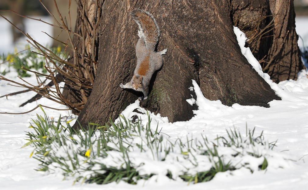 Sóc tìm kiếm thức ăn trong công viên St James’ Park ở London, Anh. (Nguồn Guardian)