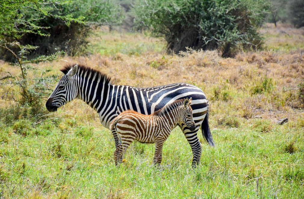 Ngựa vằn mẹ và con của nó đứng trong vườn quốc gia Nairobi ở Kenya. (Nguồn Guardian)