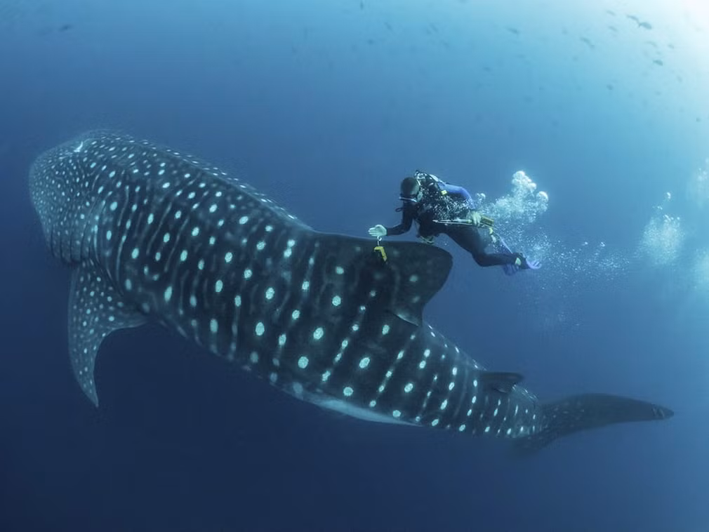 Thợ lặn gắn thiết bị định vị vệ tinh vào lưng cá mập voi ở ngoài khơi quần đảo Galapagos. (Nguồn Guardian)