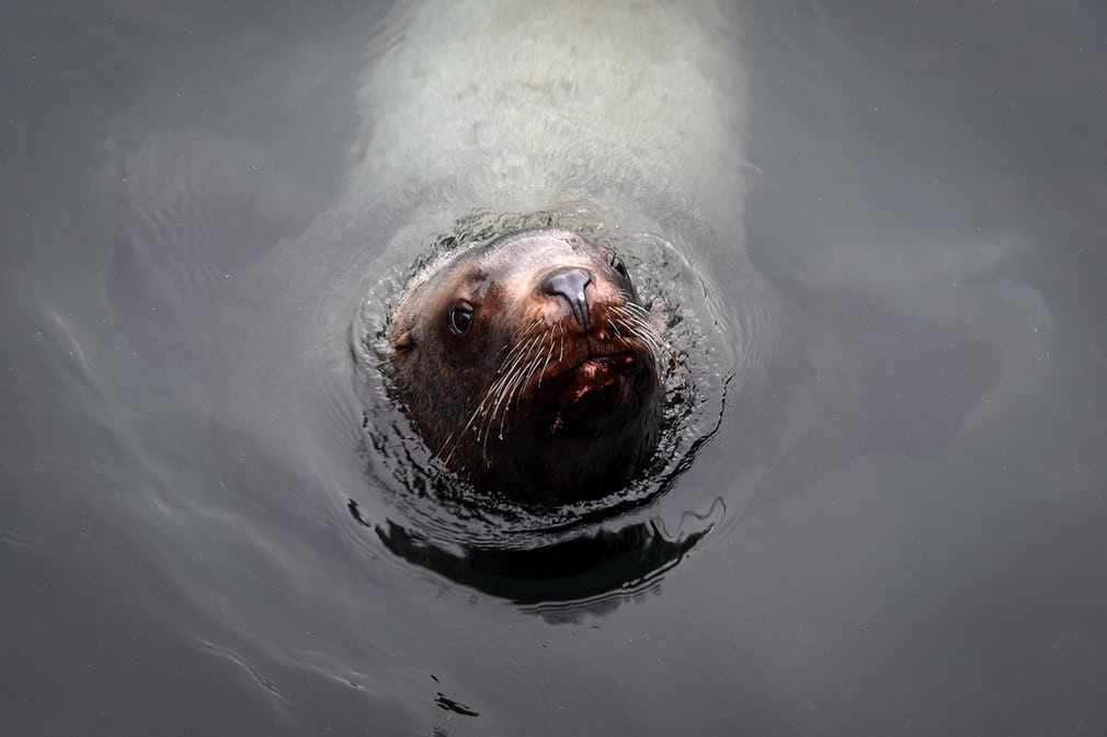  Sư tử biển bơi ngoài khơi vịnh Avacha ở thành phố Kamchatka, Nga. (Nguồn Guardian)