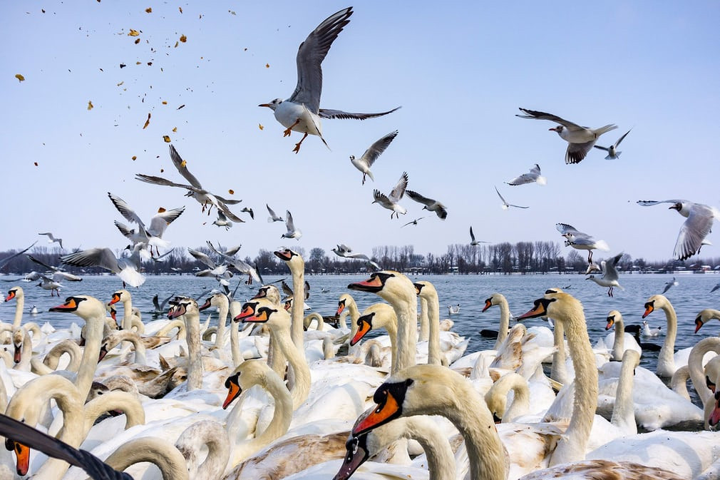 Chim mòng biển và thiên nga tranh giành những mẩu bánh mì trên sông Danube ở thành phố Belgrade, Serbia. (Nguồn Guardian)