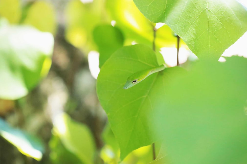 Rắn xanh nấp sau lá cây trong vườn quốc gia Bako ở bang Sarawak, Malaysia. (Nguồn Guardian)