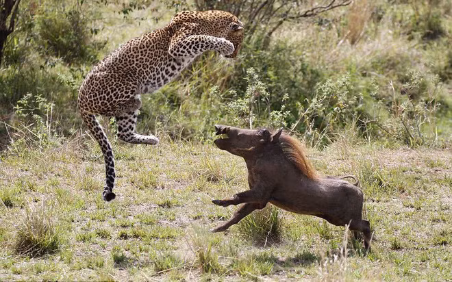  Ảnh động vật tuần ấn tượng do nhiếp ảnh gia Peter Thompson đến từ Australia ghi lại chi tiết cảnh báo đốm mang thai săn lợn lòi trong vườn quốc gia Maasai Mara, Kenya. (Nguồn Guardian)