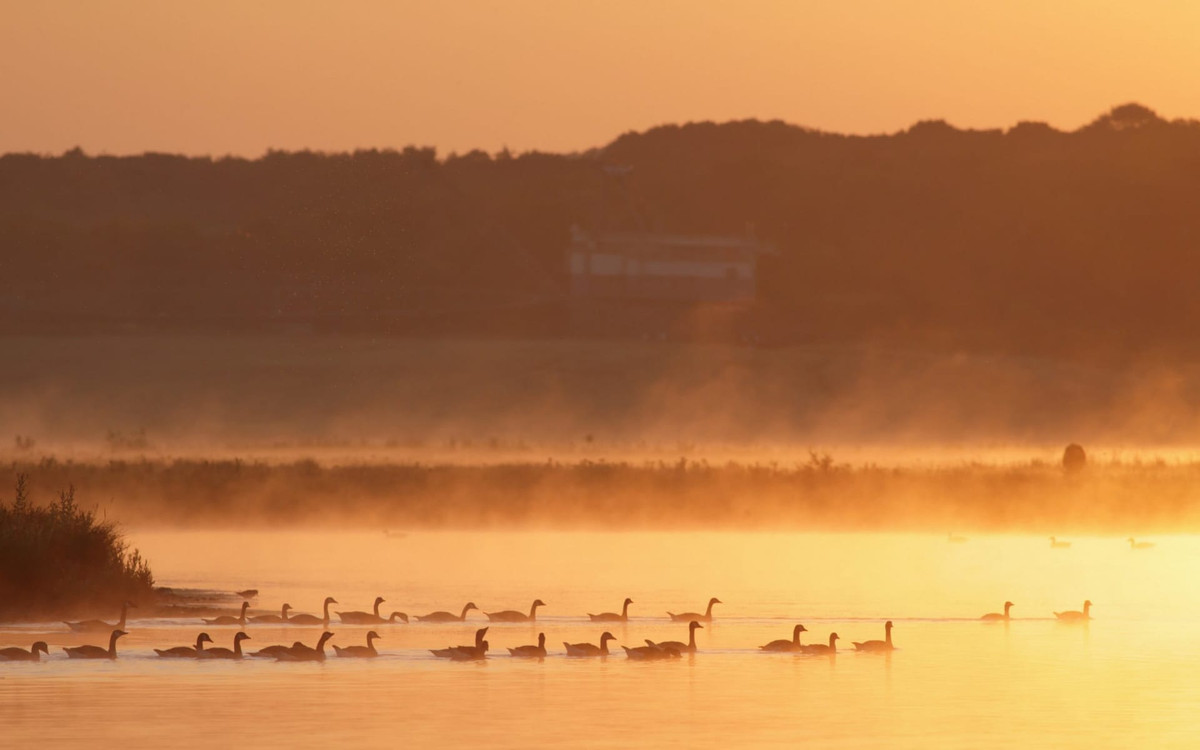 Đàn ngỗng bơi trong sương sớm trên mặt hồ trong vườn quốc gia St. Aidans ở Castleford, West Yorkshire, Anh. (Nguồn Guardian)