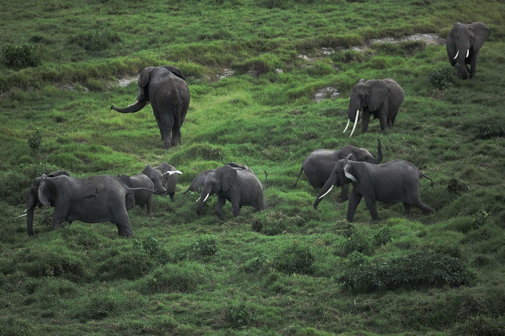  Gia đình voi hoang dã kiếm ăn trong vườn quốc gia Amboseli ở Kenya. (Nguồn Guardian)