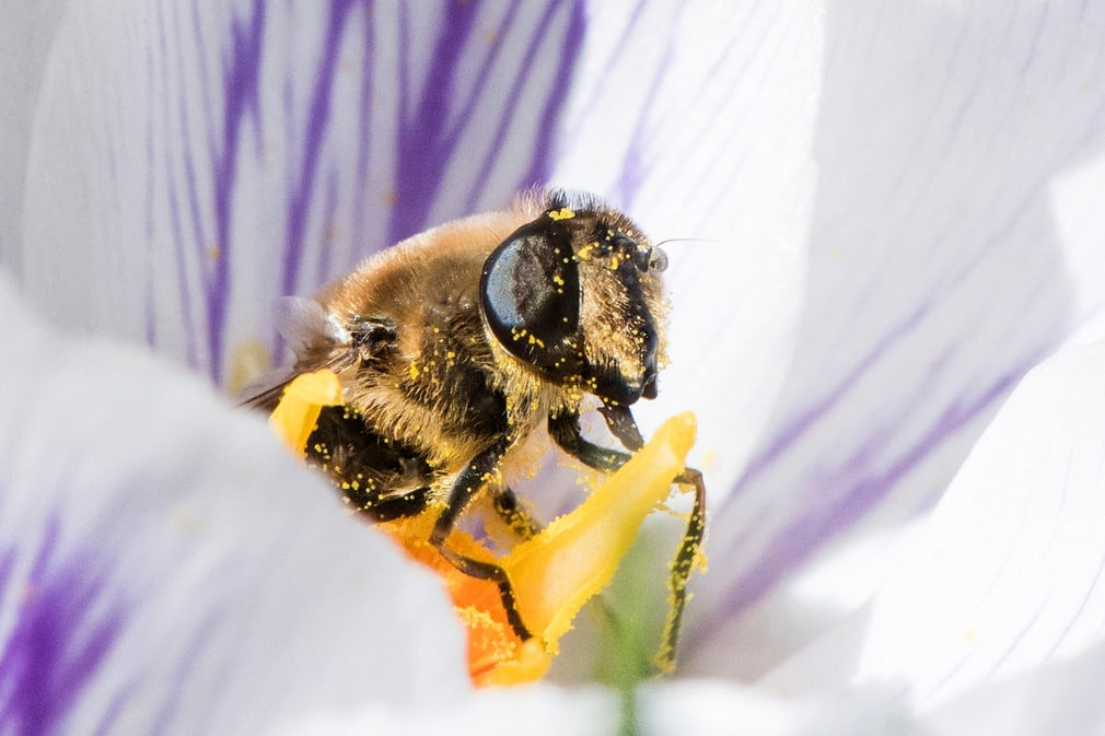 Ong hút phấn bông hoa nghệ tây tại thành phố Zurich, Thụy Sĩ. (Nguồn Guardian)