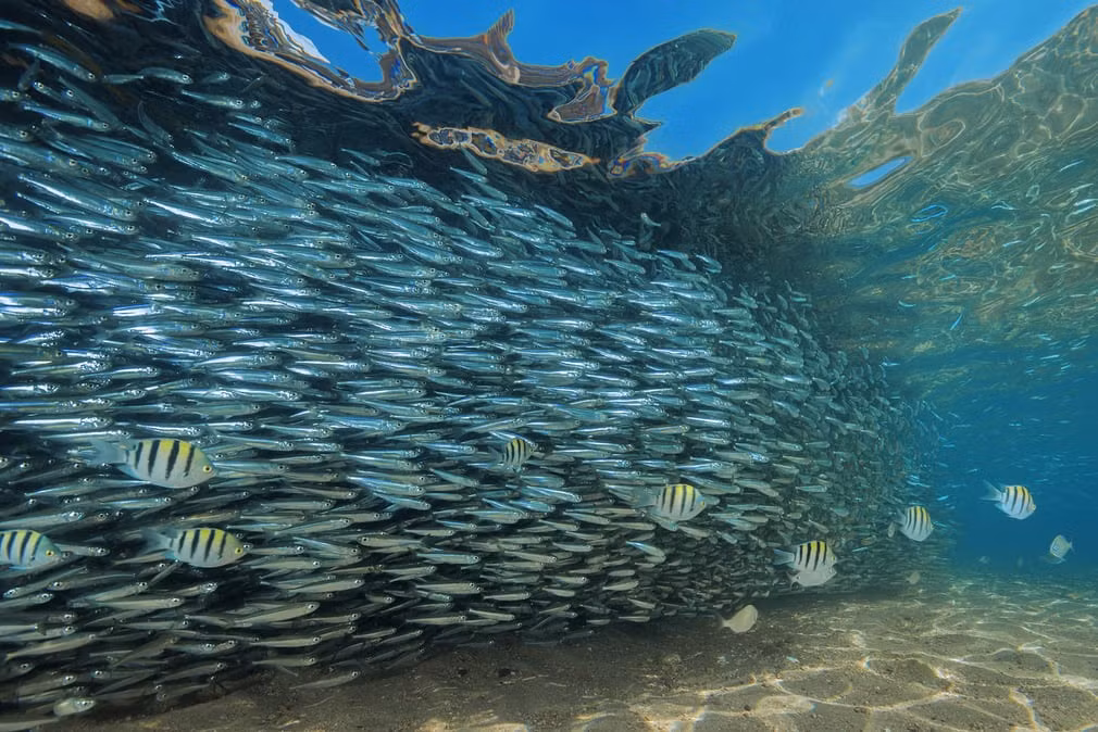 Đàn cá lớn bơi cùng nhau tại khu vực nước nông ở ngoài khơi thành phố Dahab, Ai Cập. (Nguồn Guardian)