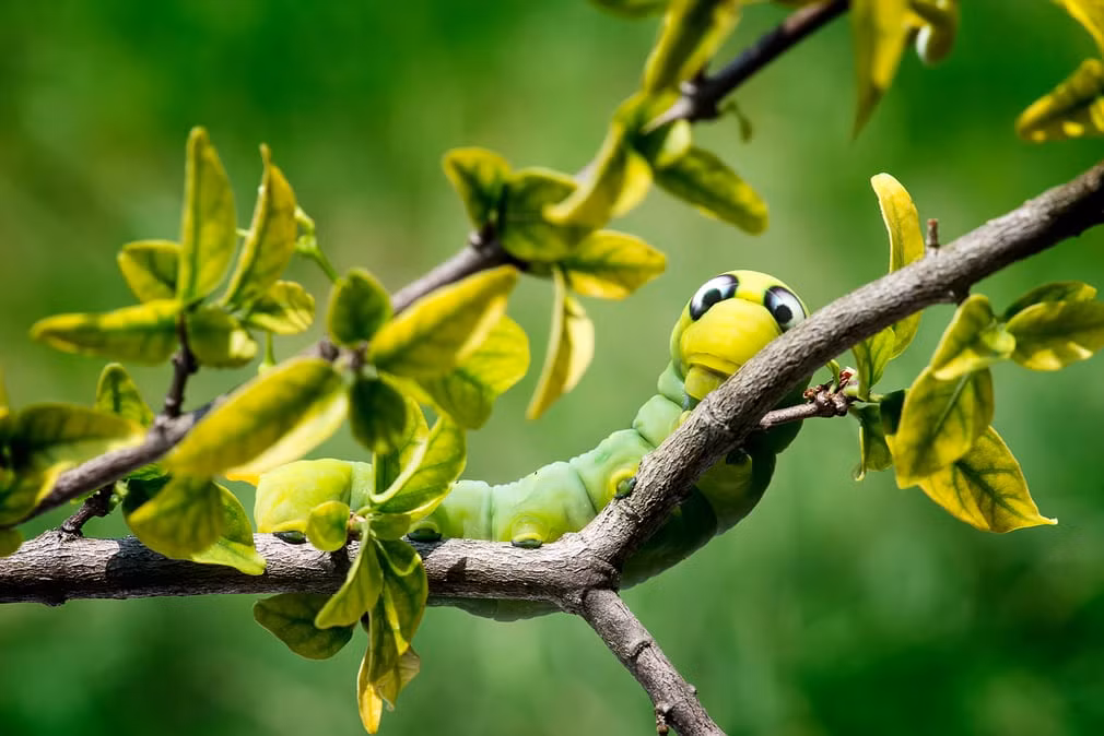 Một con sâu bướm khổng lồ bò trên thân cây ở Thái Lan. (Nguồn Guardian)