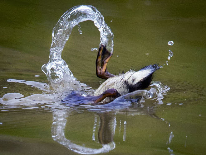 Vịt lặn xuống nước kiếm thức ăn tại một hồ nước ở ngoại ô thành phố Frankfurt, Đức. (Nguồn Guardian)