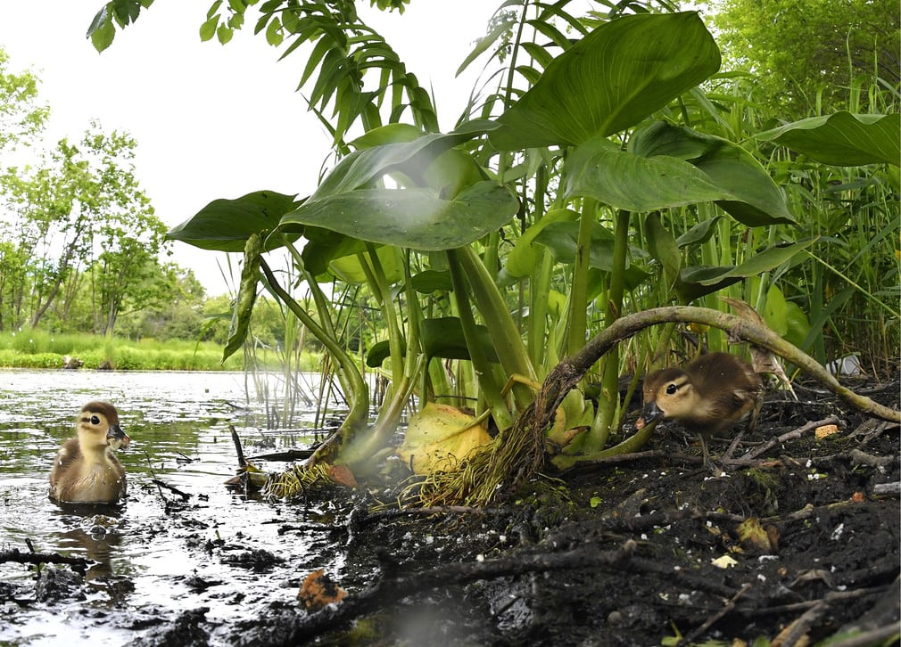 Vịt con kiếm ăn gần bờ sông Solyonaya Protoka ở ngoại ô Vladivostok, Nga. (Nguồn Guardian)