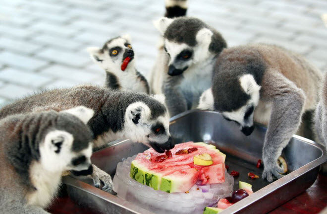 Vượn cáo thưởng thức dưa hấu ướp lạnh trong một ngày nắng nóng tại vườn thú ở thành phố Thường Châu, tỉnh Giang Tô, Trung Quốc. (Nguồn Guardian)