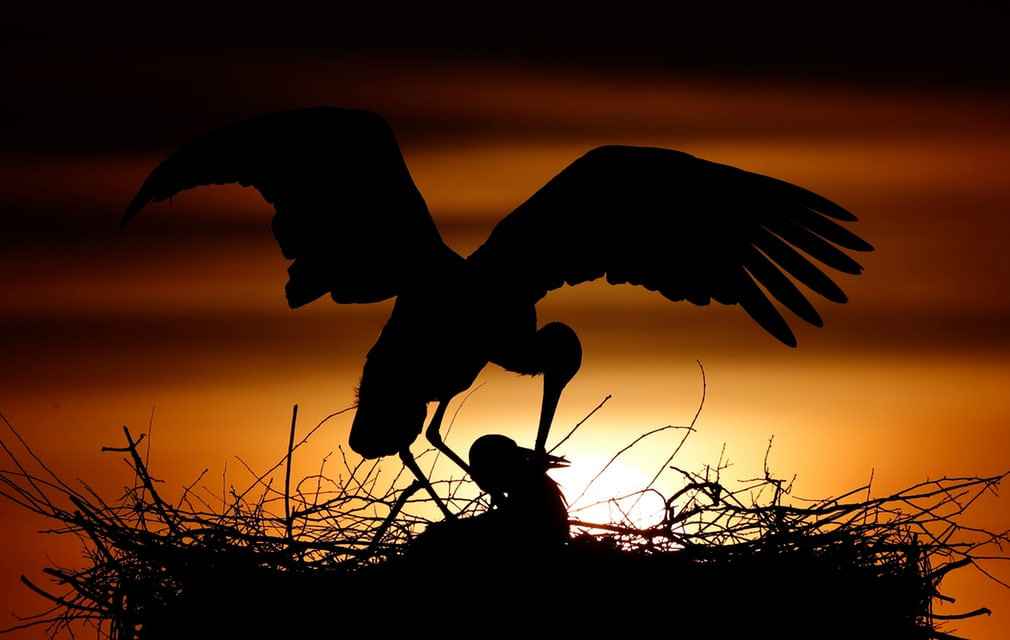 Cò trắng bay về tổ lúc hoàng hôn gần thành phố Philippsburg, Đức. (Nguồn Guardian)