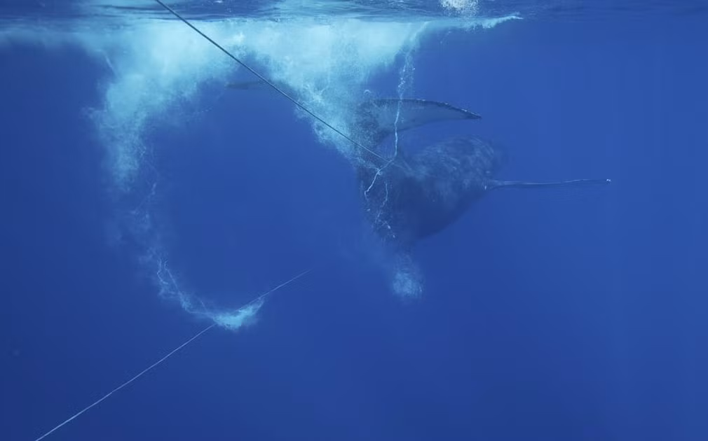 Cá voi lưng gù bị mắc kẹt ở ngoài khơi bãi biển Makena trên đảo Maui, Hawaii, Mỹ. (Nguồn Guardian)
