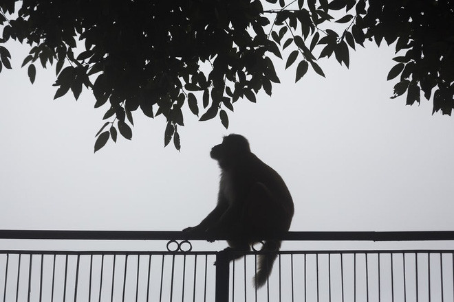 Khỉ in bóng trên nền trời phủ đầy sương mù ở thành phố Dharamshala, Ấn Độ. (Nguồn Guardian)