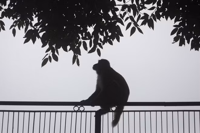 Khỉ in bóng trên nền trời phủ đầy sương mù ở thành phố Dharamshala, Ấn Độ. (Nguồn Guardian)