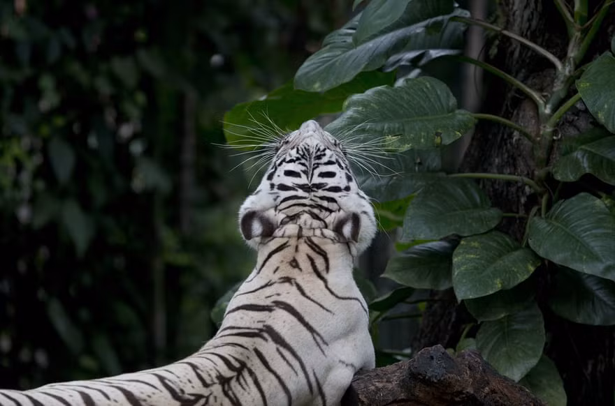 Hổ Bengal trắng ngáp trong vườn thú Dusit ở thành phố Bangkok, Thái Lan. (Nguồn Guardian)