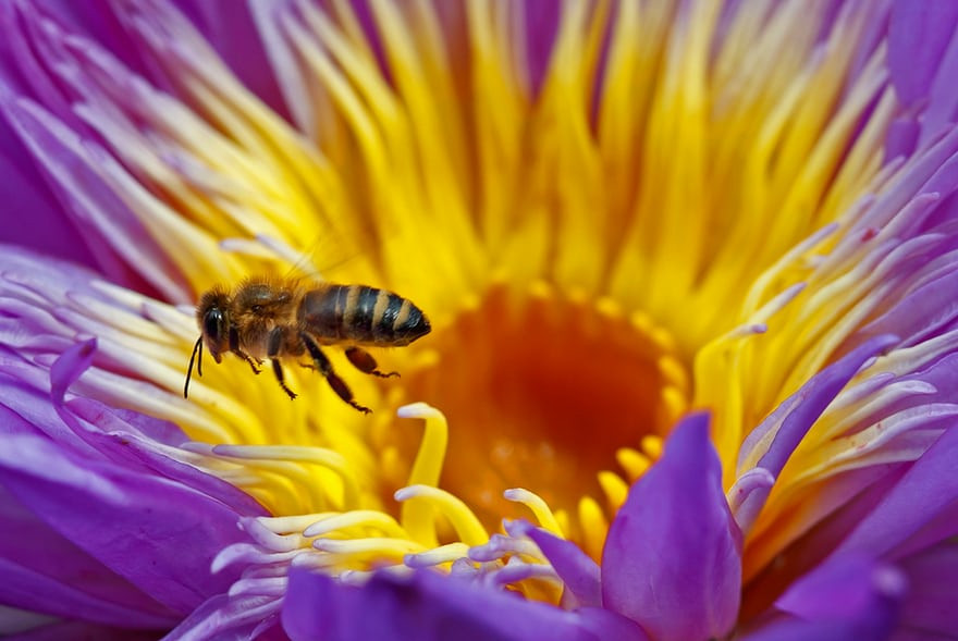 Ong bay trên bông hoa súng nhiều màu sắc trong công viên Luisenpark ở Mannheim, Đức. (Nguồn Guardian)