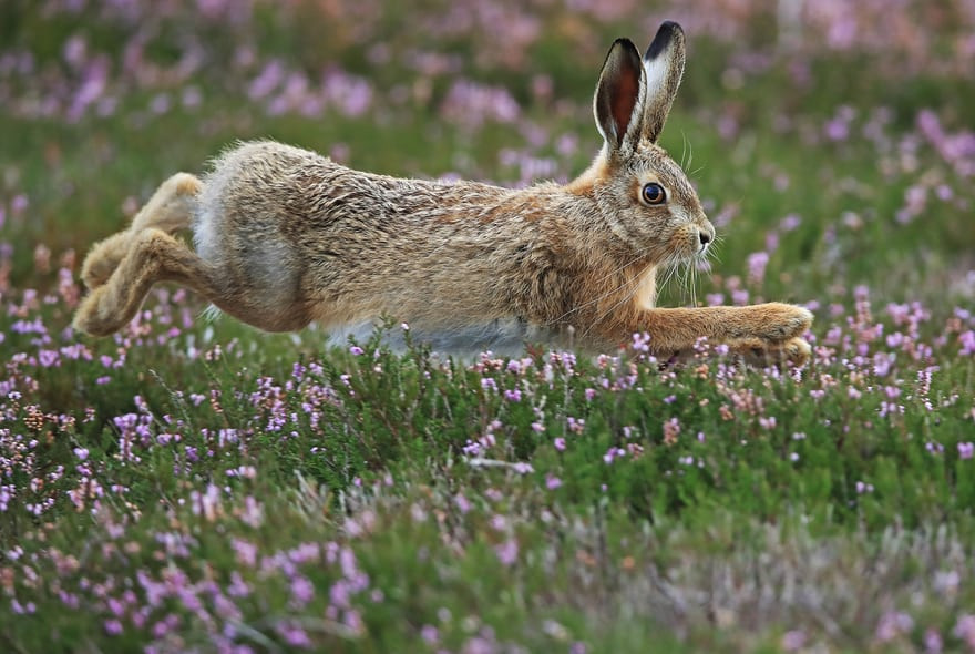 Thỏ rừng nhảy trên cánh đồng hoa ở Jervaulx, North Yorkshire, Anh. (Nguồn Guardian)