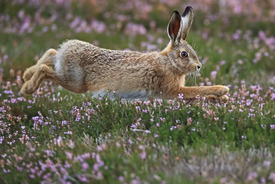 Thỏ rừng nhảy trên cánh đồng hoa ở Jervaulx, North Yorkshire, Anh. (Nguồn Guardian)
