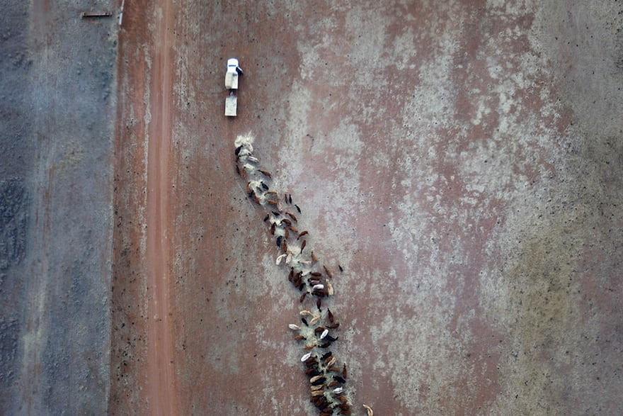 Đàn gia súc được cho ăn cỏ khô trên hoang mạc ở Victoria, Australia. (Nguồn Guardian)