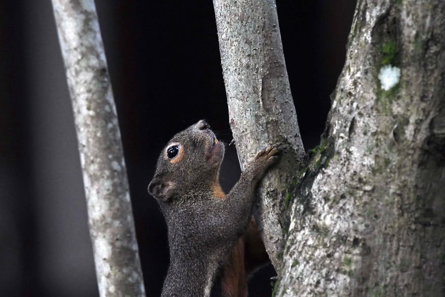Sóc trèo lên cây trong khu bảo tồn ngập nước Sungei Buloh ở Singapore. (Nguồn Guardian)