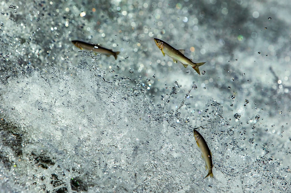 Cá thơm nhảy ngược dòng suối để tới nơi đẻ trứng ở Gangneung, Hàn Quốc. (Nguồn Guardian)