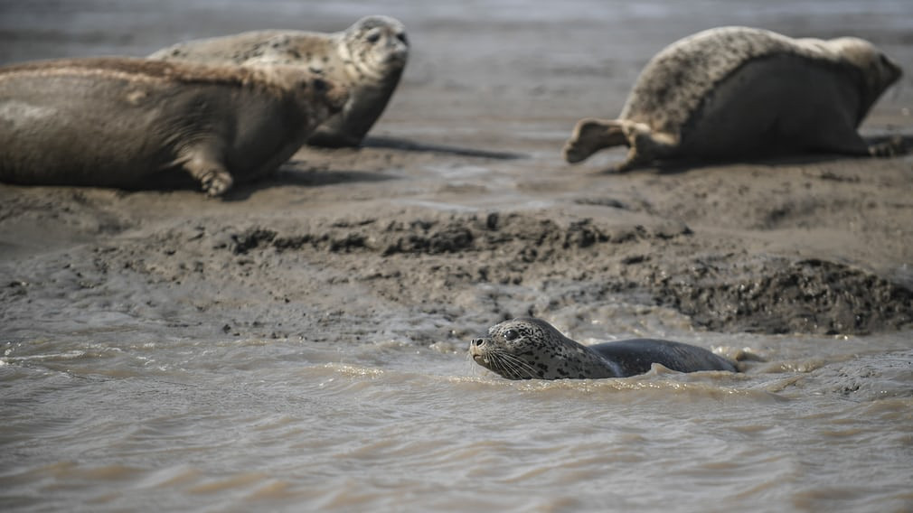 Hải cẩu nằm nghỉ trên bãi bùn ven biển ở thị trấn Bàn Cầm, tỉnh Liêu Ninh, Trung Quốc. (Nguồn Guardian)
