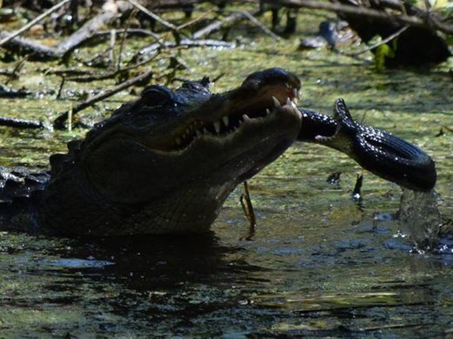 Hình ảnh động vật đẹp ghi cảnh cá sấu mẹ tung đòn nghiền nát con rắn độc tiếp cận đàn cá sấu con trong đầm lầy ở thành phố Naples, bang Florida, Mỹ. (Nguồn Guardian)