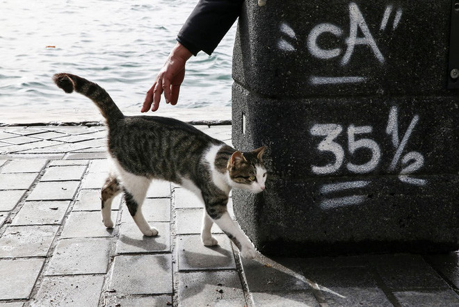 Mèo chờ những người câu cá cho ăn tại cầu tàu Karaköy ở thành phố Istanbul, Thổ Nhĩ Kỳ.