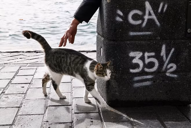 Mèo chờ những người câu cá cho ăn tại cầu tàu Karaköy ở thành phố Istanbul, Thổ Nhĩ Kỳ.