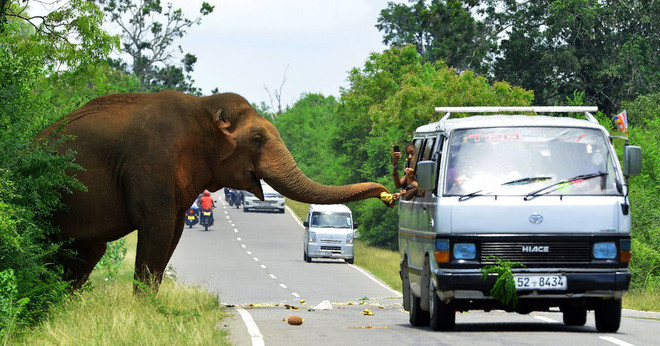 Mọi người cho voi ăn trái cây từ trong ô tô trên đường ở thành phố Kataragama, Sri Lanka. (Nguồn Guardian)