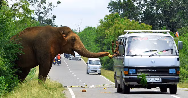 Mọi người cho voi ăn trái cây từ trong ô tô trên đường ở thành phố Kataragama, Sri Lanka. (Nguồn Guardian)