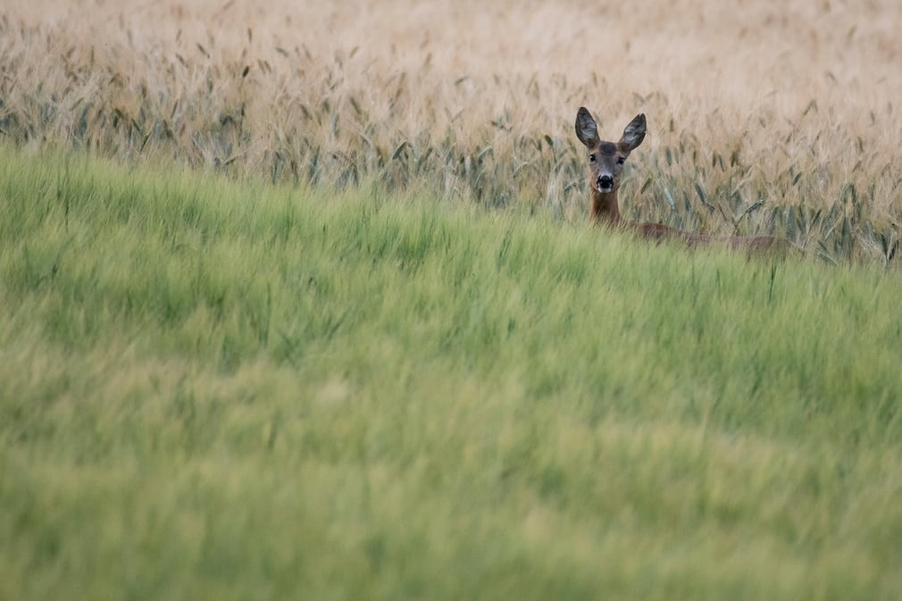 Hươu kiếm ăn trên một cánh đồng gần thành phố Herrnleis, Áo. (Nguồn Guardian)