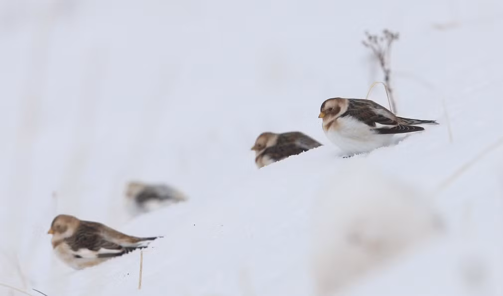 Chim sẻ đất đậu trên tuyết ở Cairngorms, Scotland. (Nguồn Guardian)