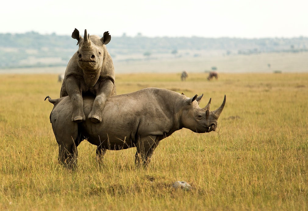 Cặp tê giác chơi đùa với nhau trên đồng cỏ trong vườn quốc gia Masai Mara ở Kenya. (Nguồn Guardian)