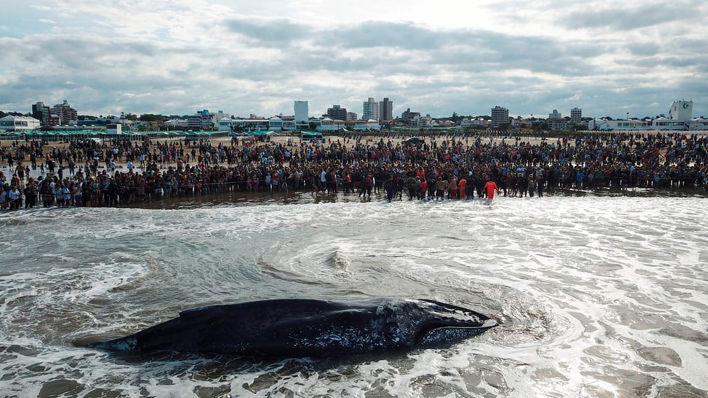 Người dân bất lực nhìn cá voi khổng lồ mắc cạn trên bãi biển ở Mar del Plata, Argentina. (Nguồn Guardian)