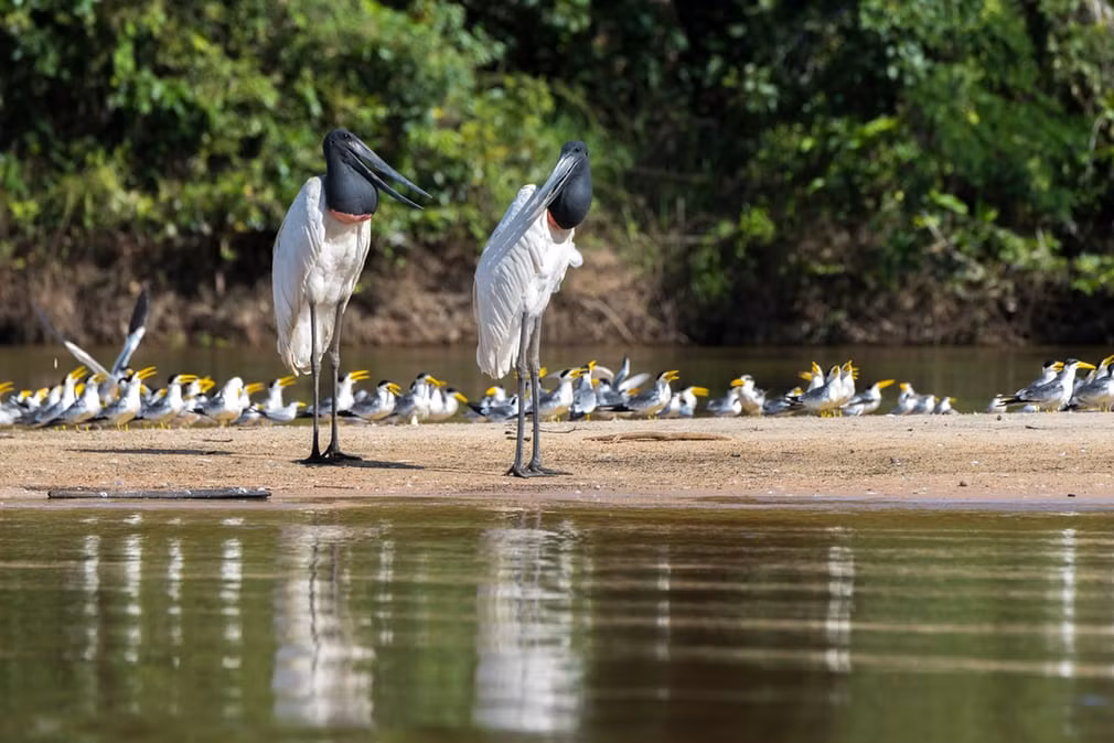 Đàn cò nghỉ ngơi trong khu bảo tồn ngập nước Pantanal, Brazil. (Nguồn Guardian)