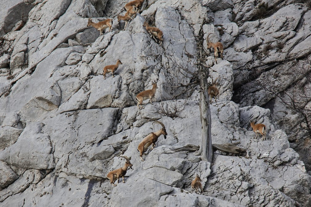 Đàn dê núi kiếm ăn trên núi ở Antalya, Thổ Nhĩ Kỳ. (Nguồn Guardian)