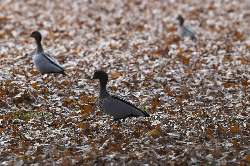 Vịt gỗ đi trên thảm lá mùa thu trong vườn bách thảo Lennox ở Canberra, Australia. (Nguồn Guardian)