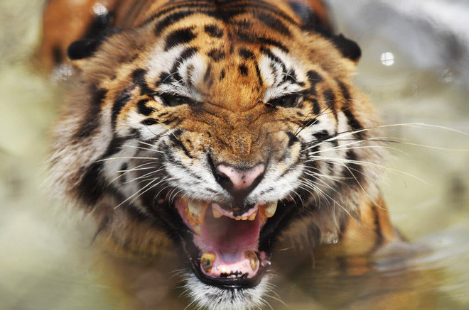 Phản ứng của hổ Bengal khi tắm mát dưới hồ nước trong chuồng vào một ngày nắng nóng tại vườn thú Alipore ở Kolkata, Ấn Độ. (Nguồn Guardian)