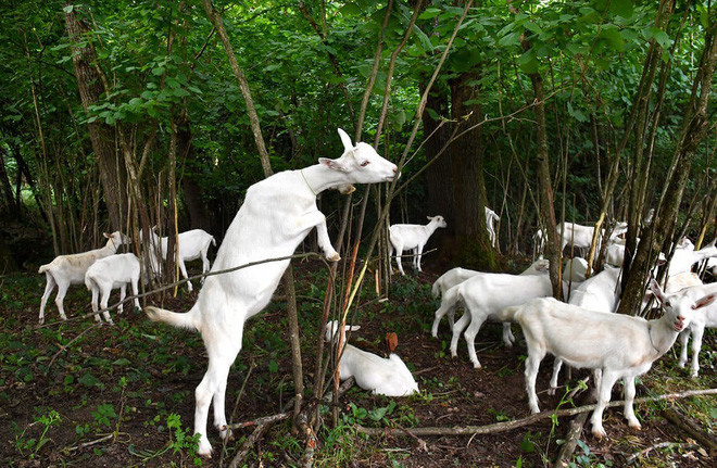 Đàn dê được chăn thả tại một trang trại tại ngôi làng Lizavetin ở Minsk, Belarus. (Nguồn Guardian)