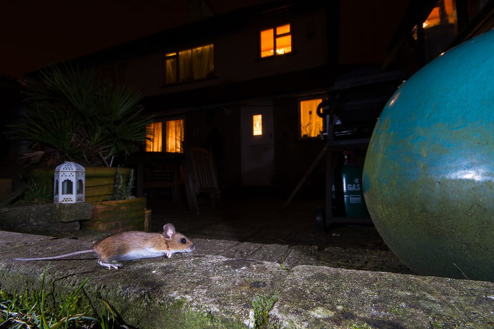 Chuột gỗ kiếm ăn trong đêm tại một khu dân cư ở Anh. (Nguồn Guardian)