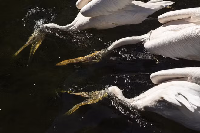 Chim bồ nông kiếm ăn dưới hồ nước trong công viên St James’s ở thành phố London, Anh. (Nguồn Guardian)