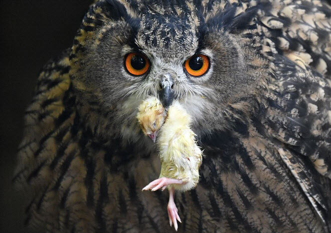 Cú đại bàng ngậm xác gà con trong mỏ tại một công viên ở thành phố Essen, Đức. (Nguồn Guardian)