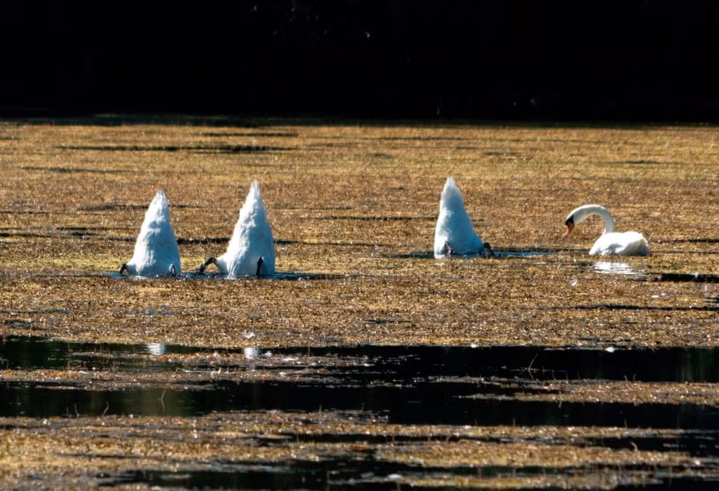 Thiên nga tìm kiếm thức ăn dưới sông Danube ở thành phố Vienna, Áo. (Nguồn Guardian)