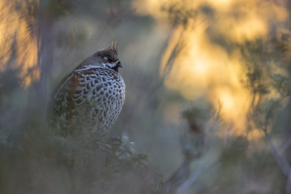 Gà gô trong rừng ở South Tyrol, Italia. (Nguồn Guardian)